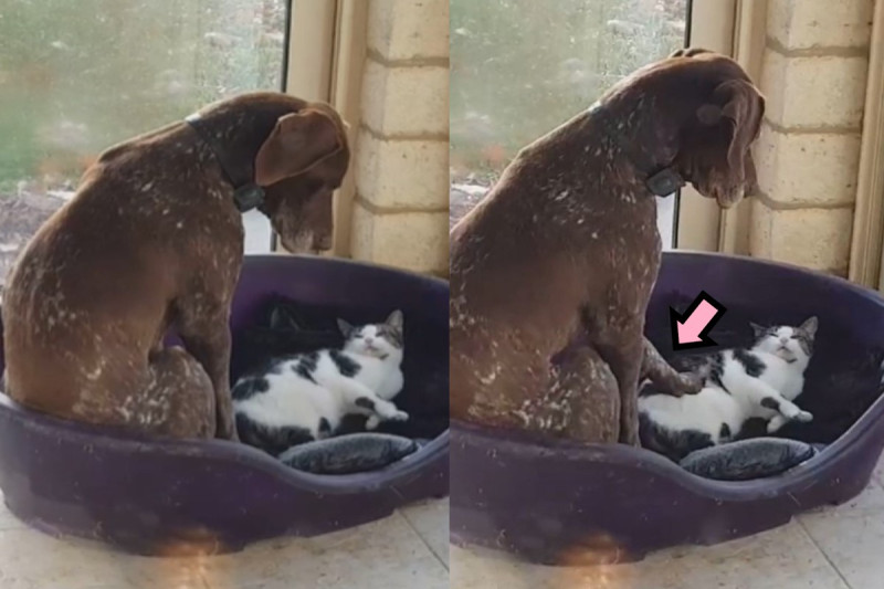 法國一隻大狗的睡窩被貓咪侵占。   圖／翻攝自YT@ViralHog