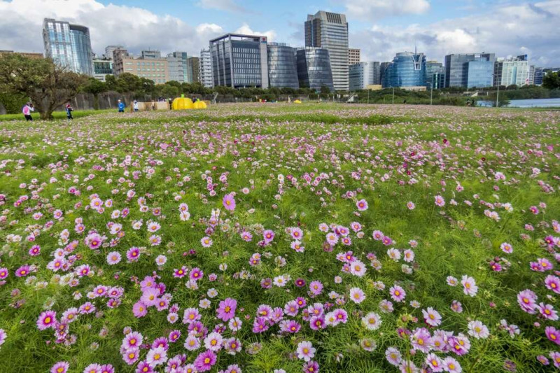 美堤河濱公園 粉色大波斯花海浪漫盛開。   圖：取自台北旅遊網