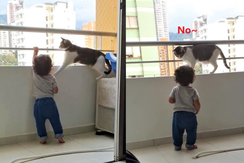 小男孩想攀爬陽台欄杆被貓咪阻止。   圖／翻攝自Youtube@ViralHog