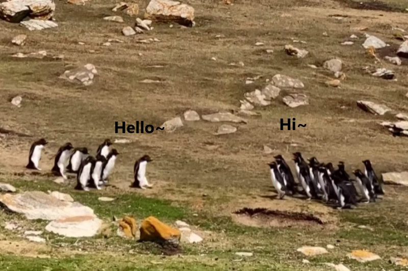 英屬福克蘭群島上有兩群企鵝在陸地上巧遇。   圖／翻攝自Youtube@The Southern Barlows