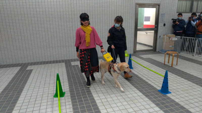 蘇巧慧體驗視障者讓導盲犬牽引。   圖：陳佩君/攝