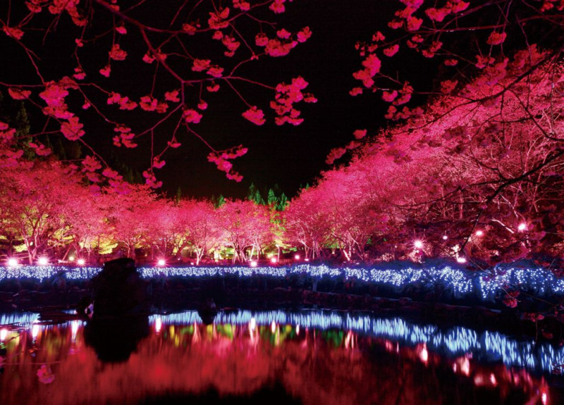 九族文化村園內有超過5千株櫻花樹，更開放夜間賞櫻。 圖：取自九族文化村官網