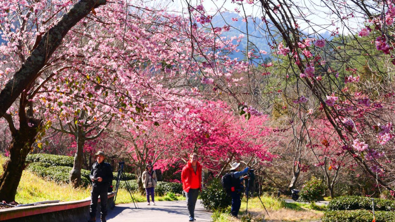 武陵農場是台灣相當知名的賞櫻景點，今年的花季在2月12日至2月28日。   圖：取自武陵農場臉書