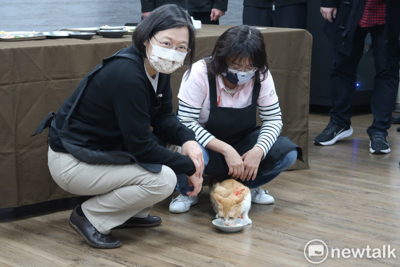 總統蔡英文看貓咪「金足」（阿腳）用餐   圖：林朝億/攝