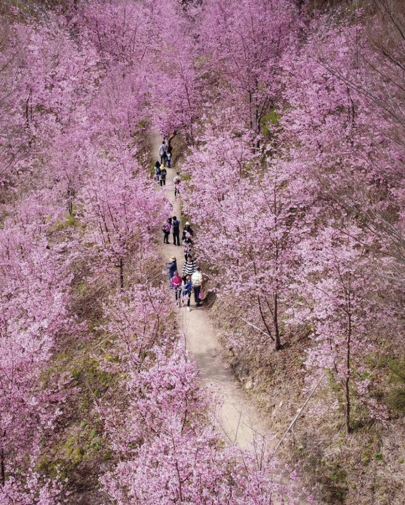 司馬庫斯有「上帝部落」之稱，中有近2000株櫻花樹。 圖：IG@jiazhi.1996／攝影授權