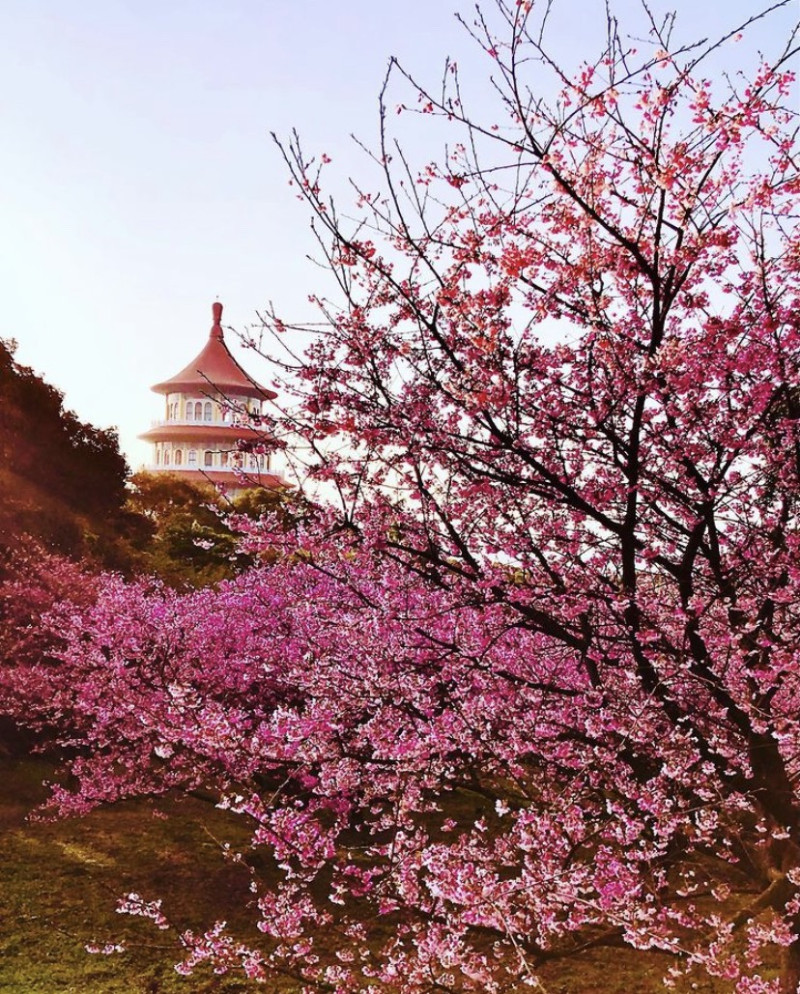 淡水天元宮近期櫻花盛開，是北台灣不可錯過的賞櫻景點。 圖：IG@tsai.samuel／攝影授權