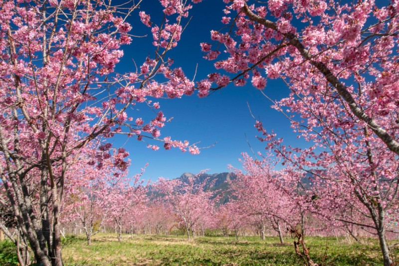 福壽山農場的「千櫻園」種有6千多株櫻花，更以稀有的鬱金櫻、御衣黃櫻聞名。 圖：取自福壽山農場臉書