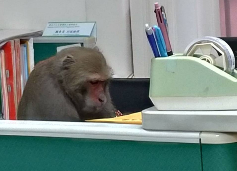 國立中山大學校區充斥獼猴，相關衝突事件不斷。圖為日前獼猴佔據校內辦公桌。   圖：翻攝自Chang Morgan臉書