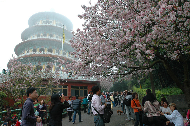 淡水天元宮種植台灣山櫻花、三色櫻、日本吉野櫻等各樣品種，是新春著名賞櫻景點。   圖：新北市觀光旅遊局提供