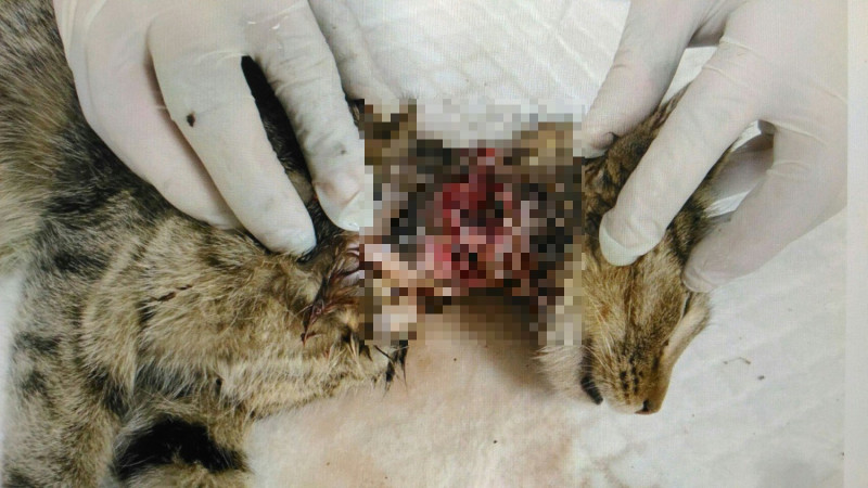 受困傷貓頸下側傷口令人怵目驚心。   圖：新北市動保處提供