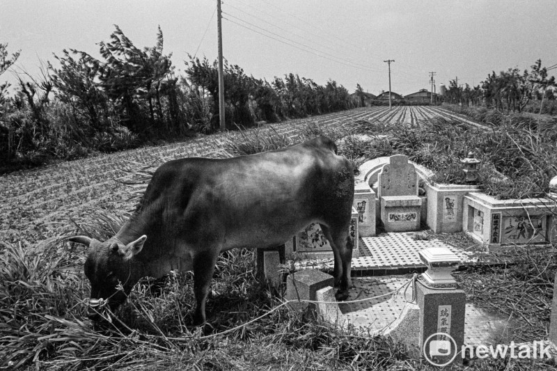 一頭耕田的黃牛被綁在農田旁的墳墓上，老農過世後通常被葬在自己耕種過的農地旁。1990年攝自彰化縣二林鎮   圖：張良一/攝