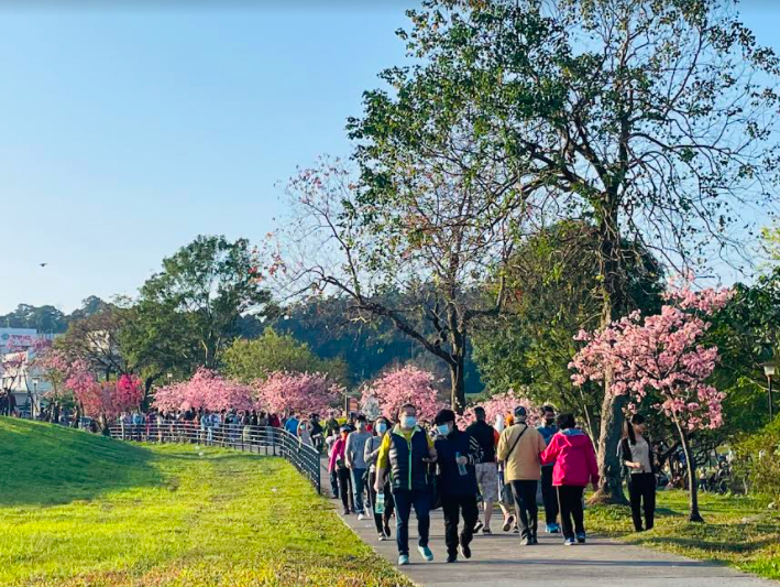 新北市新店區的陽光運動公園有數百株以上的櫻花，每年的1月至3月整片粉嫩的花海便會綻放迎接春日。   圖：新北市高灘處／提供