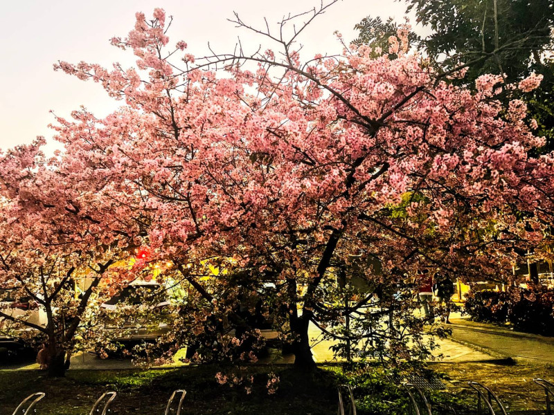 「櫻花王」今年盛開，吸引民眾搶拍。   圖：新北市高灘處／提供