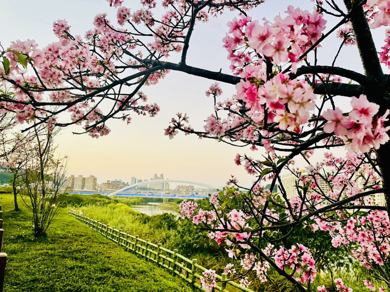 新店區陽光運動公園百株以上的河津櫻粉嫩綻放迎接春日。   圖：新北市高灘地工程管理處/提供