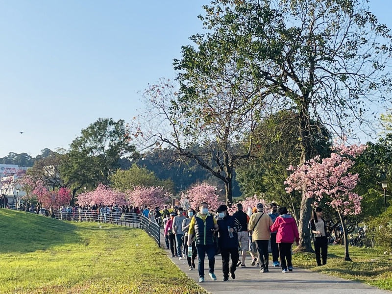 新店區陽光運動公園百株以上的河津櫻粉嫩綻放，是春節出遊好去處。   圖：新北市高灘地工程管理處/提供