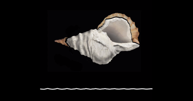 法國博物館在當地10日公布一段海螺發出的聲音，表示這在可能是擁有1萬8000年歷史的史前樂器。   圖：翻攝自CNRS News臉書
