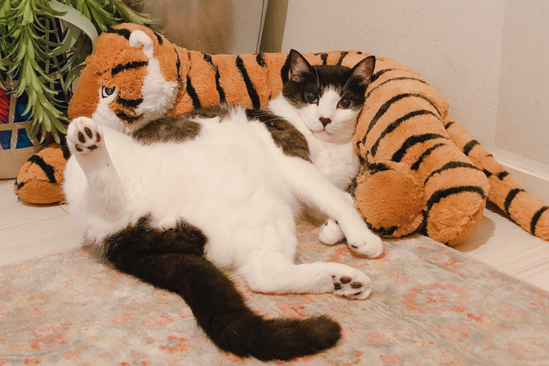 日本一名推主老是撞見家裡的「軟爛貓」成天懶躺睡翻。   圖／Twitter@meta_sd