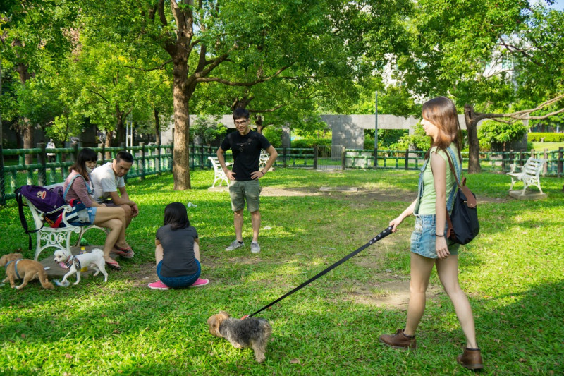 新北市寵物公園提供飼主與狗戶外活動休憩空間。   圖：新北市動保處提供