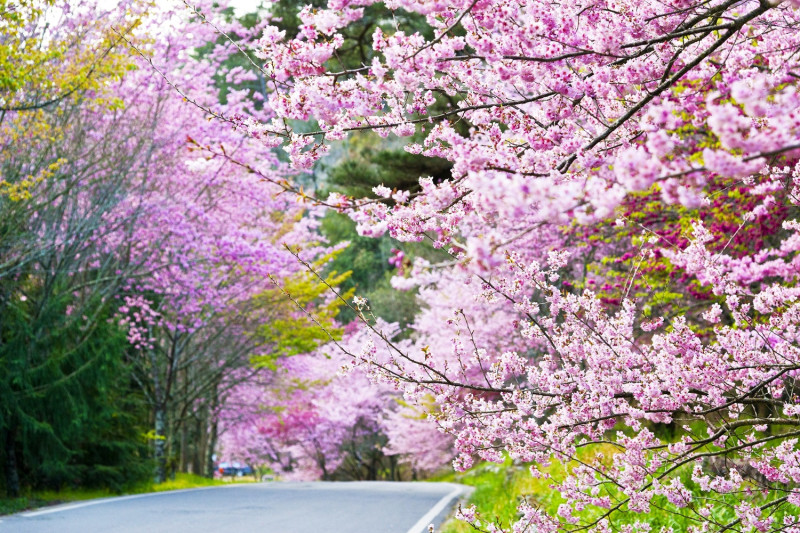 台中武陵農場的櫻花正盛開。   台中市政府觀旅局/提供