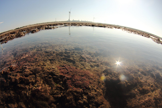 桃園大潭藻礁。 圖：環團珍愛藻礁提供