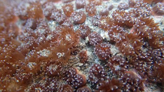 柴山多杯孔珊瑚生活在大潭藻礁。   圖：環團珍愛藻礁提供
