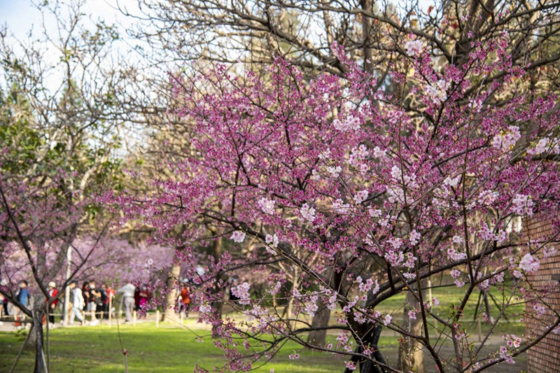 新竹公園櫻花盛開，吸引不少遊客賞櫻。   圖：新竹市政府／提供