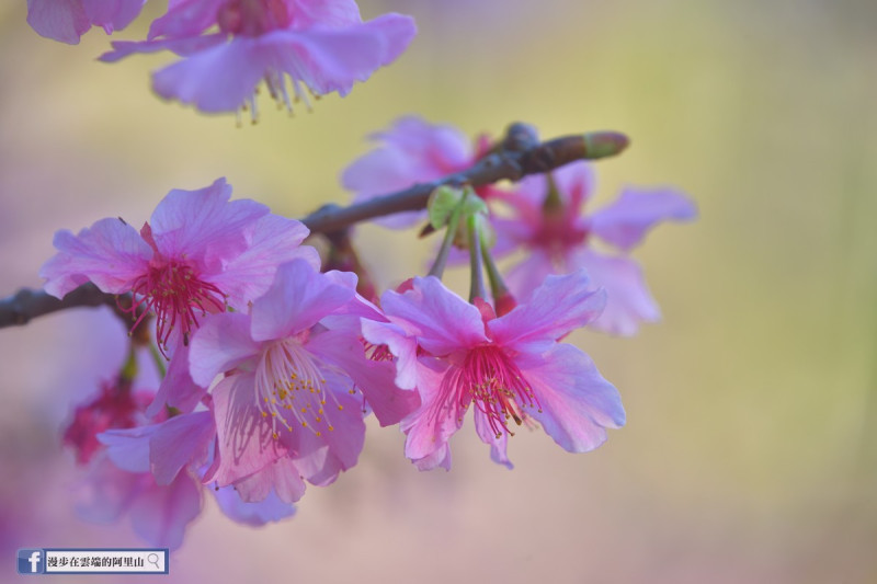 阿里山國家風景區的緋寒櫻、富士櫻、染井吉野櫻等櫻花將陸續綻放。   圖：取自阿里山國家森林遊樂區