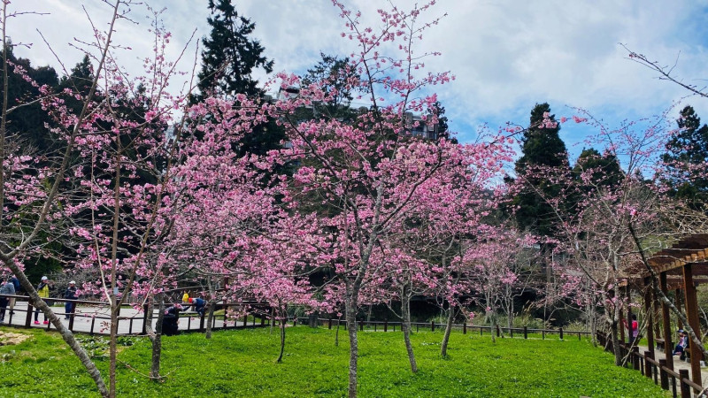 今（110）年的阿里山櫻花季預計從3月10日自4月10日展開。   圖：取自阿里山國家森林遊樂區
