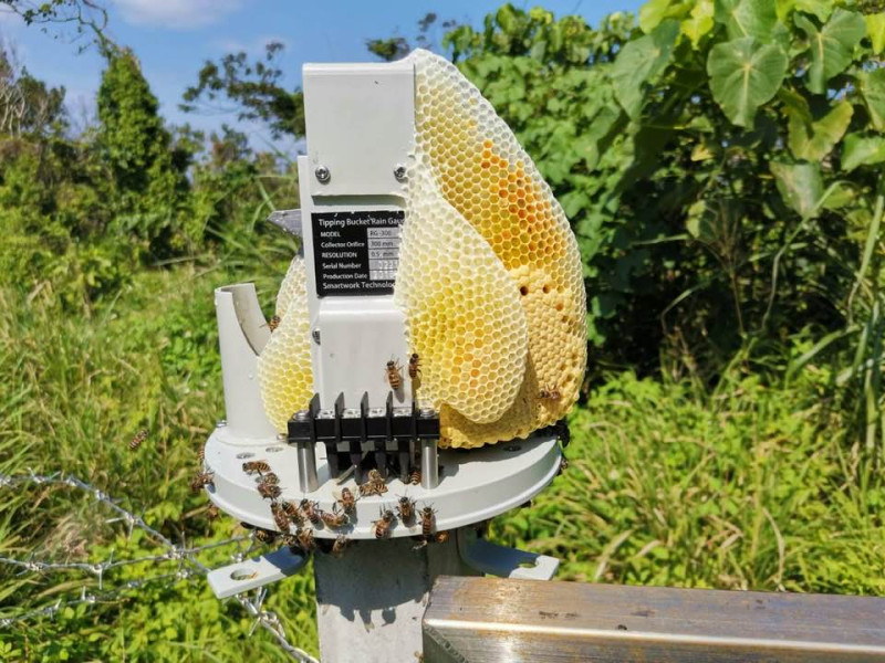 氣象局長鄭明典在臉書上貼出一張氣象站被蜜蜂大軍佔領的照片引起一陣熱議。   圖：取自鄭明典臉書