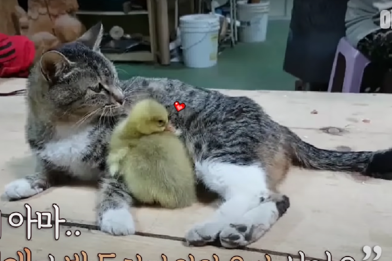 傷心貓媽媽領養小鵝，天天保護自己的鵝小孩！   圖／Youtube@SBS TV동물농장x애니멀봐