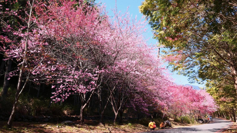 武陵農場櫻花正盛開。   圖:台中市政府觀旅局/提供
