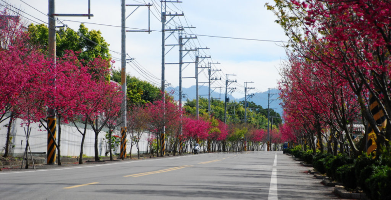 新社櫻木花道2月開始櫻花盛開，現在就是最好的賞花期。   圖：取自新社區公所網站