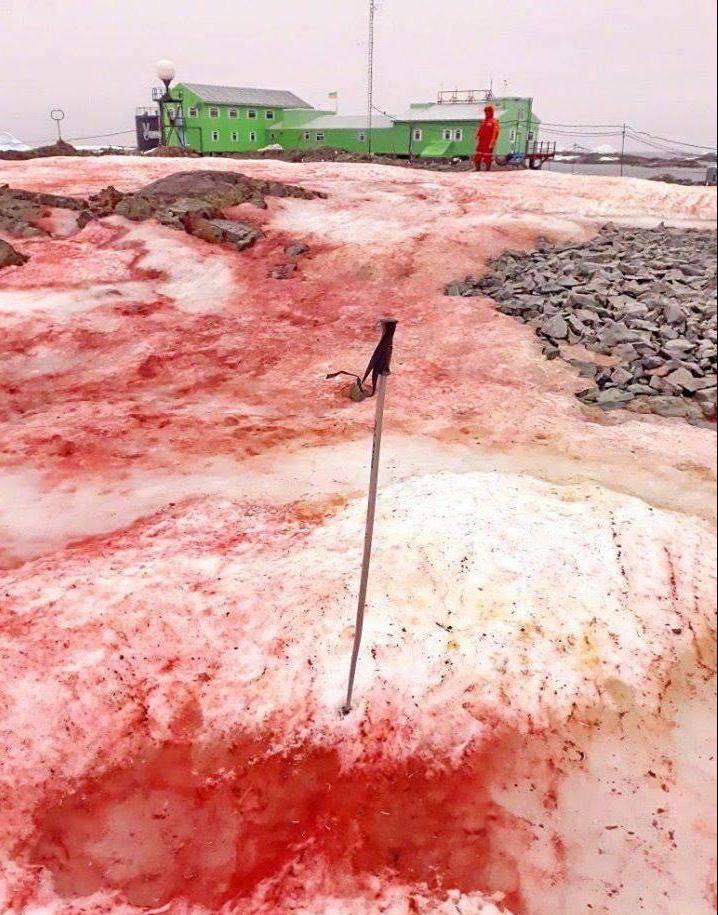 近日南極科考站附近出現了一兩張照片，圖片中雪色竟呈現「綠色」與「紅色」的樣子，與原先雪白色的模樣大不相同。   圖：翻攝自環球網