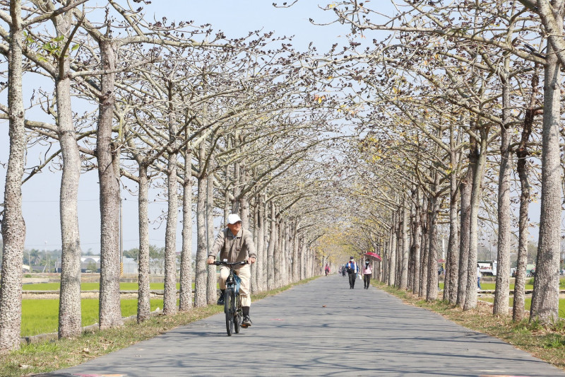 木棉花季從2月20日至3月14日目前花況約1到2成。   圖：台南市政府／提供
