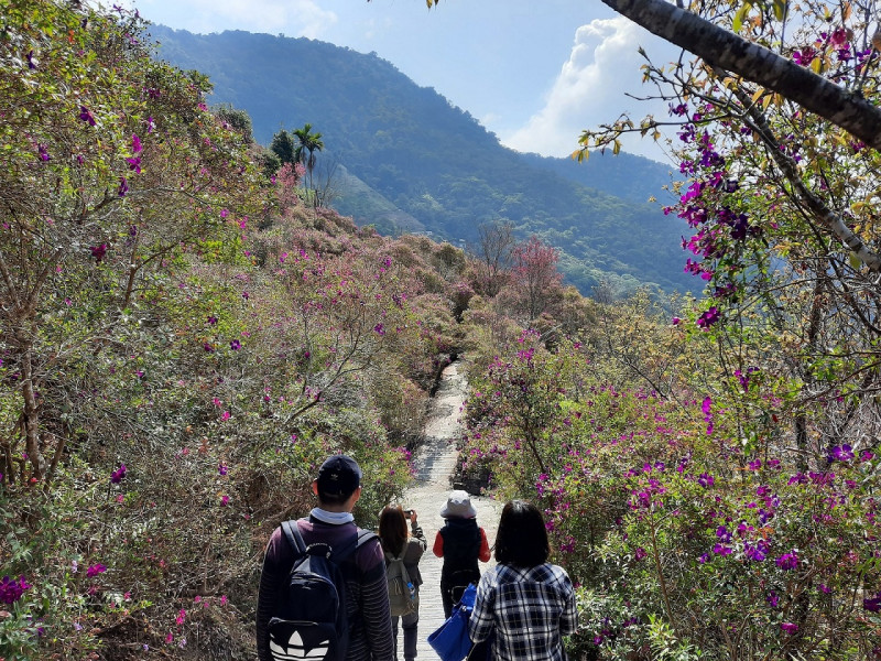 梅嶺風景區的賞梅季過後，還有紫牡丹在梅峰古道艷麗綻放著。   圖：台南觀旅局／提供