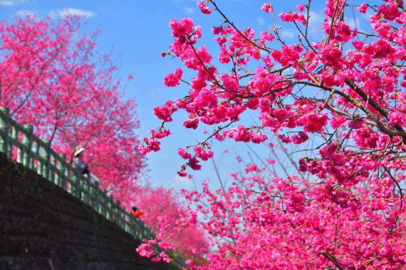 2021年嘉義縣春季賞花景點︰半天岩紫雲寺。   圖：漫步在雲端的阿里山/提供