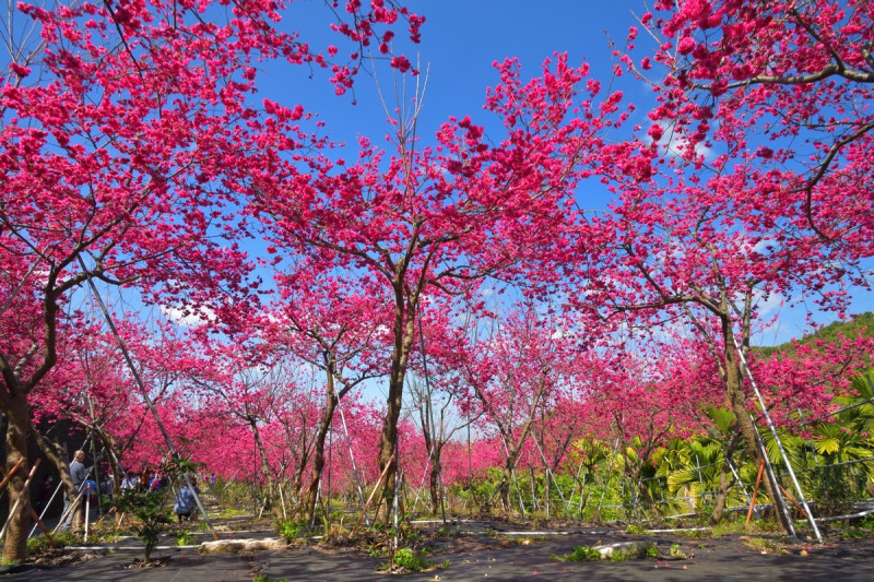 2021年嘉義縣春季賞花景點︰半天岩紫雲寺。   圖：漫步在雲端的阿里山/提供