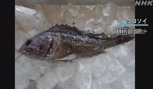 日本撈到具有超標5倍放射性銫的許氏平鮋。   圖 : 擷取自NHK影片