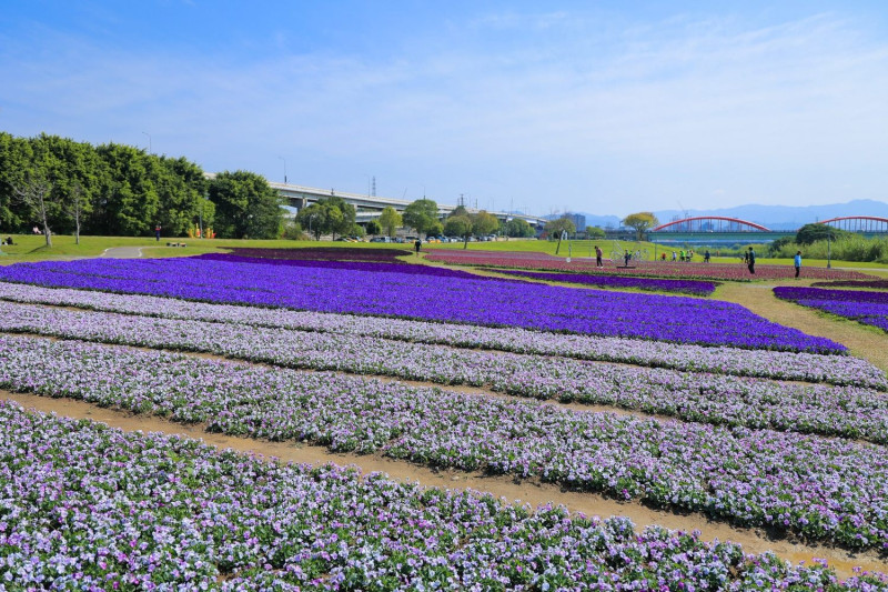 古亭河濱花海透過不同質感的紫色花朵為大地妝點浪漫色彩。   圖：取自台北市政府全球資訊網