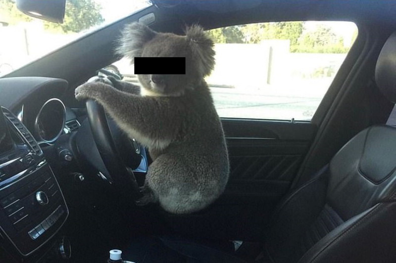 澳洲一隻無尾熊引發連環車禍後，被帶到車上疑似想「駕車肇逃」。   圖／Nadia Tugwell