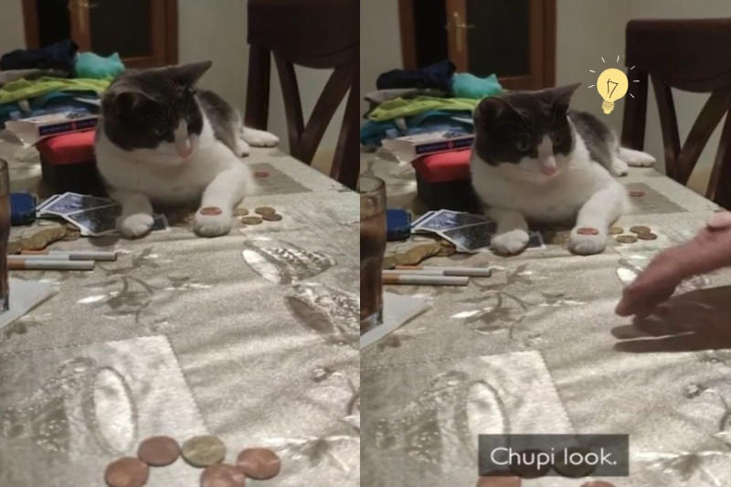 西班牙一名飼主為賓士貓「Chupi」示範如何玩「拋硬幣」。   圖：翻攝自YT@Caters Clips