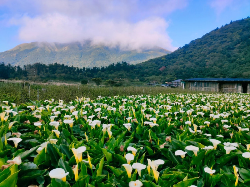 2021竹子湖海芋季將於3月26日登場。   圖：取自粉專「財福海芋田」