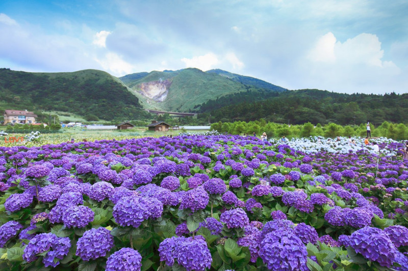 竹子湖海芋花期預計將從即日起一直延續到4月下旬，再由5月開花的繡球花接棒。   圖：取自粉專「海芋季、繡球花季」