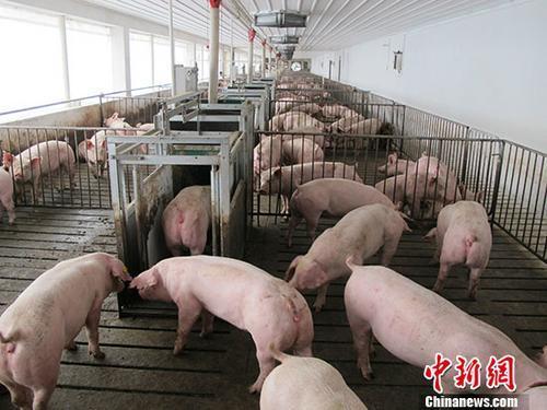 中國屬非洲豬瘟疫區，豬肉製品不得輸送來台。（示意照片）   圖：中新社