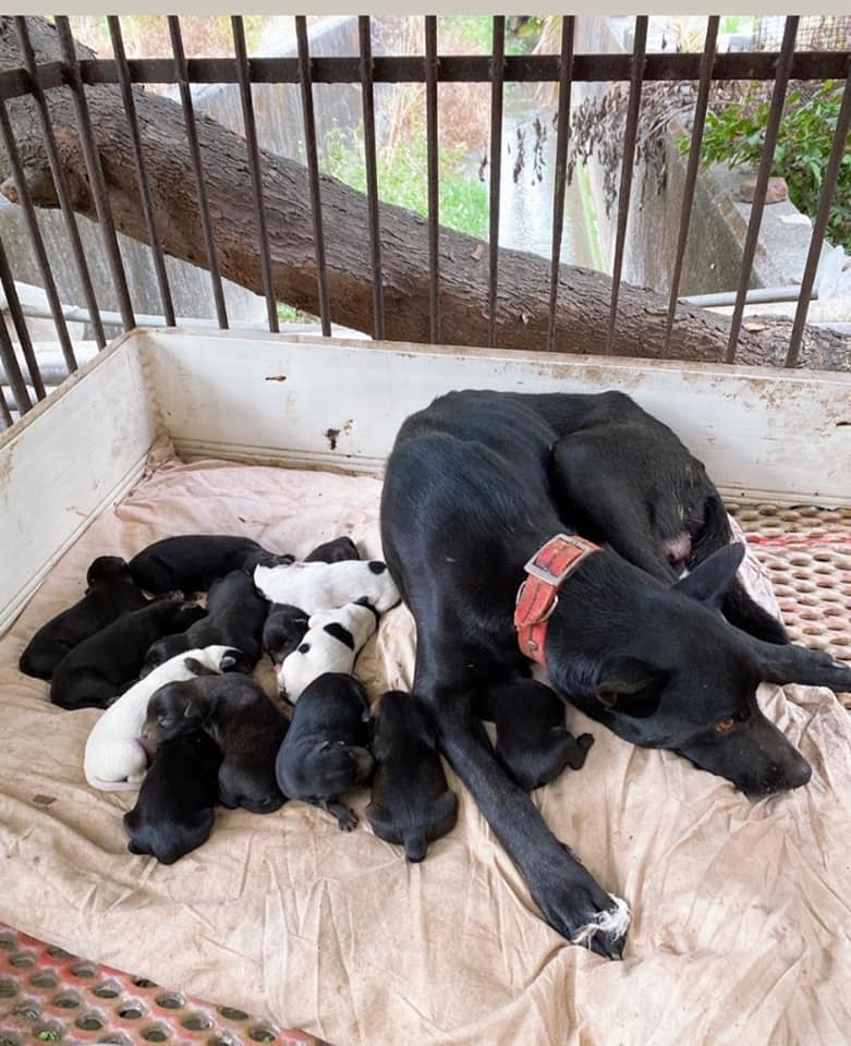 狗媽媽一口氣生了14隻幼犬。   圖：翻攝自米克斯傳奇 臉書社團