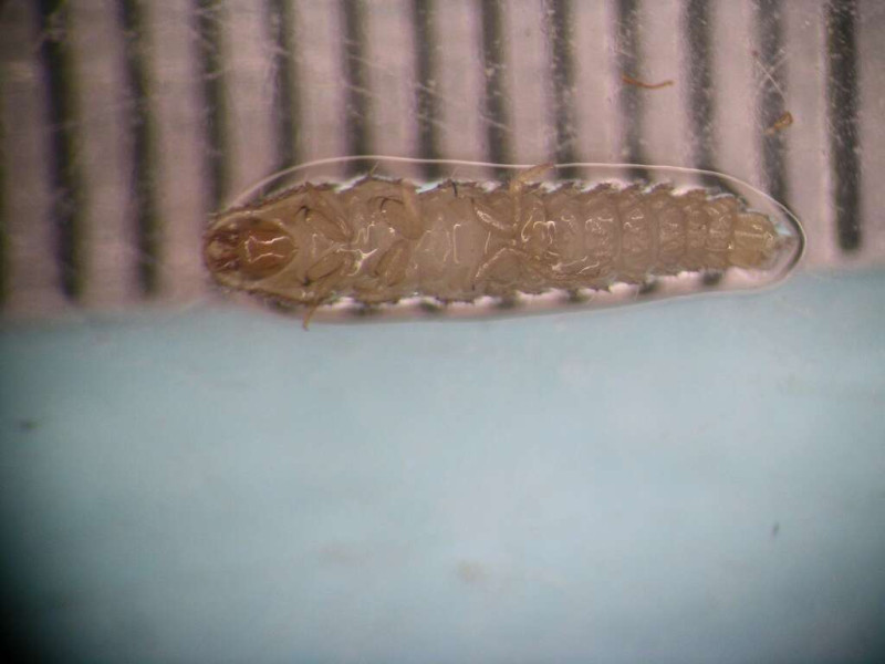 陸生螢火蟲（黑翅螢）幼蟲。   圖：取自台北旅遊網