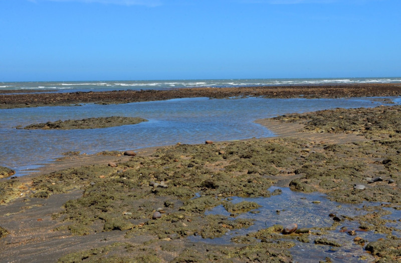 桃市府發言人詹賀舜強調，藻礁保育是市長鄭文燦的施政重點之一，市府為藻礁保育所做的每一項努力都看得到成果，不是孫大千的口水可以一筆抹煞的。   圖：桃園市政府／提供