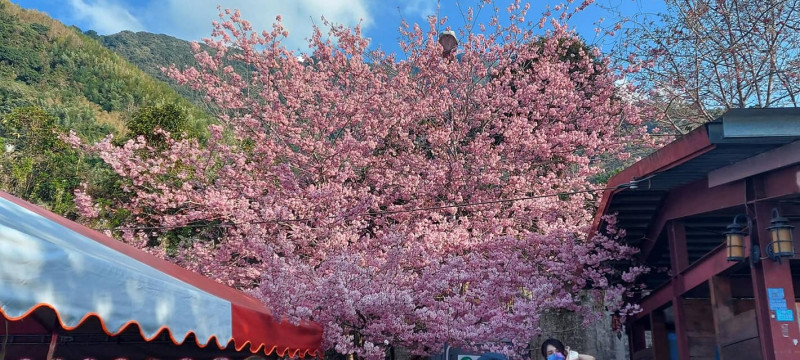 草坪頭櫻花季櫻花持續盛開。   圖：取自樂活信義鄉臉書