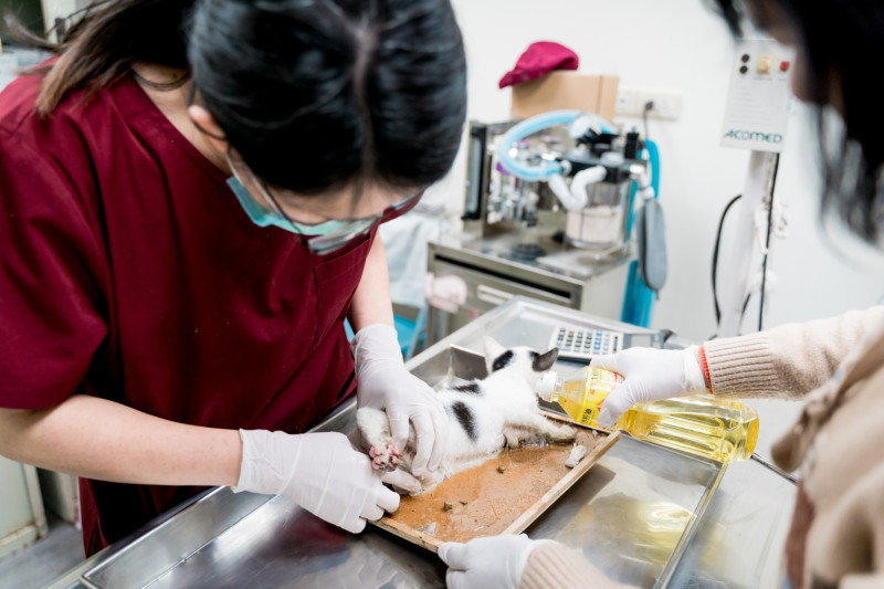 獸醫師和動保員陳巧凌將沙拉油倒在小貓和黏鼠板，使貓咪與黏鼠板分離。   圖：新北市動保處提供
