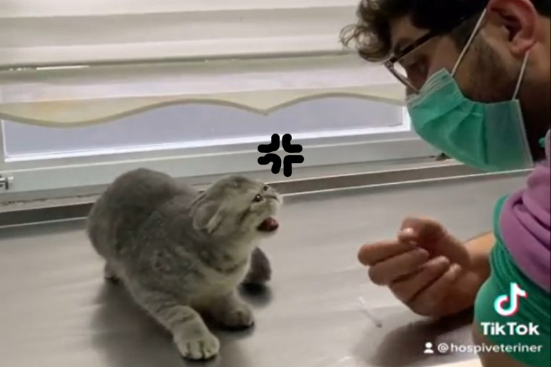 土耳其一隻貓咪日前看診打針時，對獸醫師狂吼。   圖／IG＠hospiveteriner